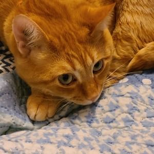 Meet your Posher, Sean